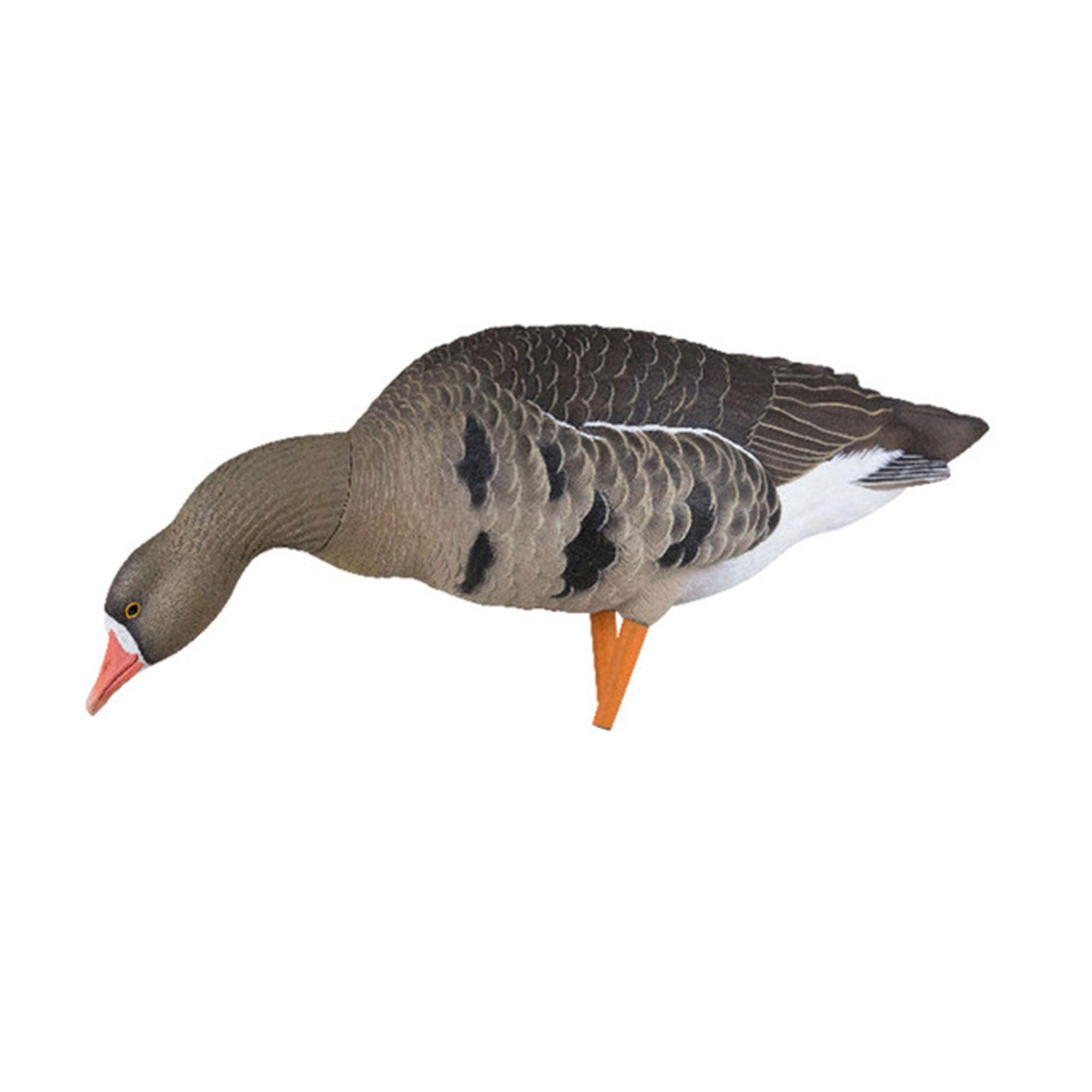 Avian X AXP Specklebelly Decoy Fusion Pack with Lasting Finish and Bag, 6 Pack - VMInnovations