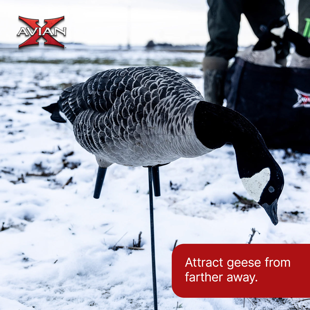 Avian X AXF Lessers Flocked Full Body Lifelike Goose Hunting Decoys, 12 Pack