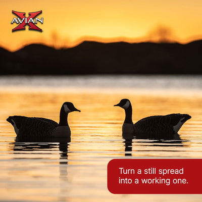 Avian X Honker Floaters w/True to Life Postures for Hunting Use (Open Box)