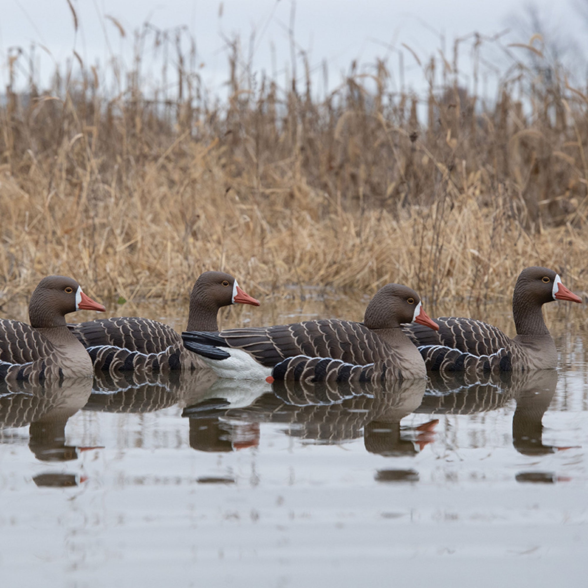 Avian X Topflight Specklebelly Goose Decoys with True to Life Postures, 12 Pack
