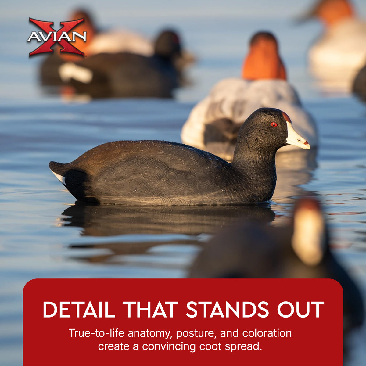 Avian X Top Flight Coot with Ultra Realistic Paint Scheme for Hunting, 6 Pack