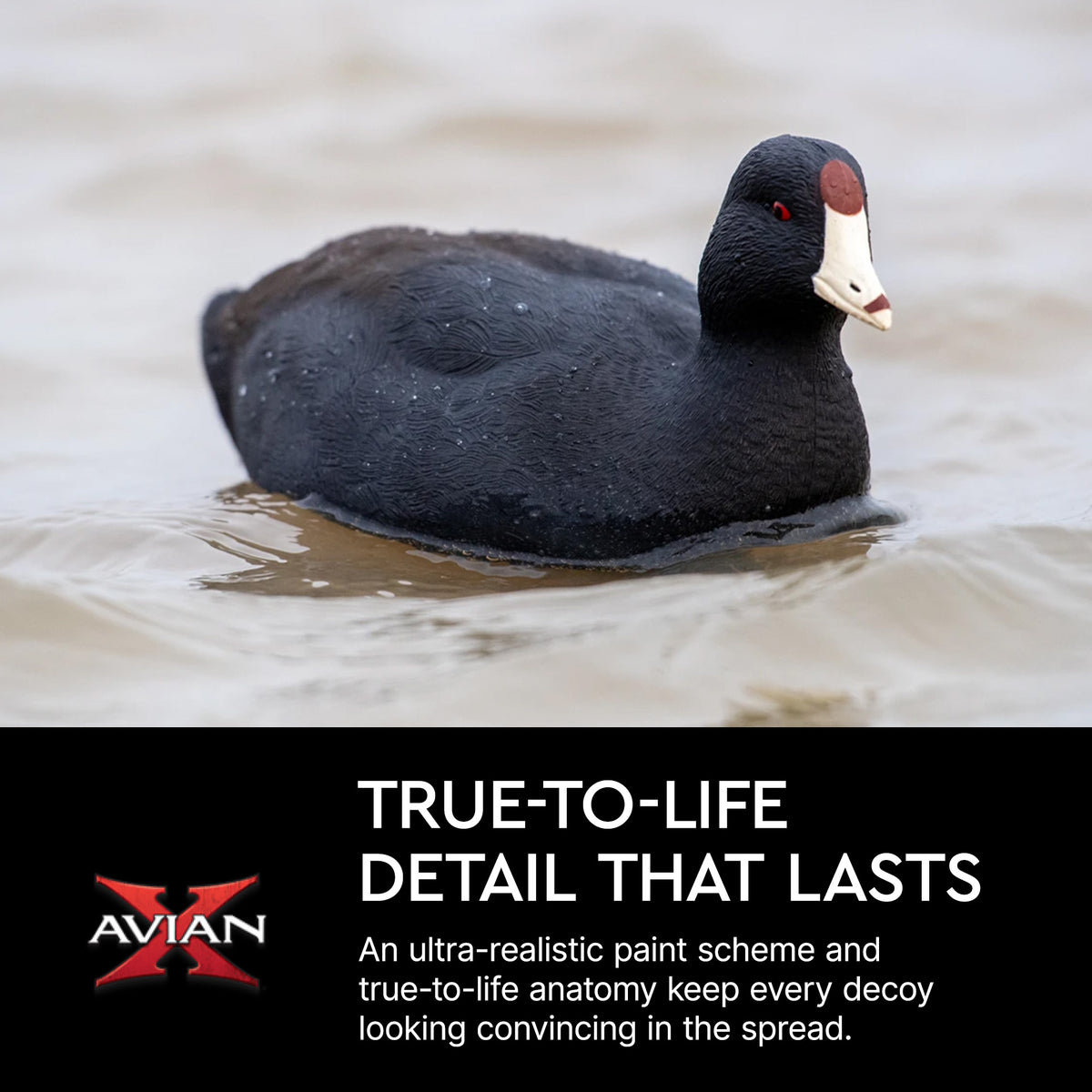 Avian X Top Flight Coot with Ultra Realistic Paint Scheme for Hunting, 6 Pack
