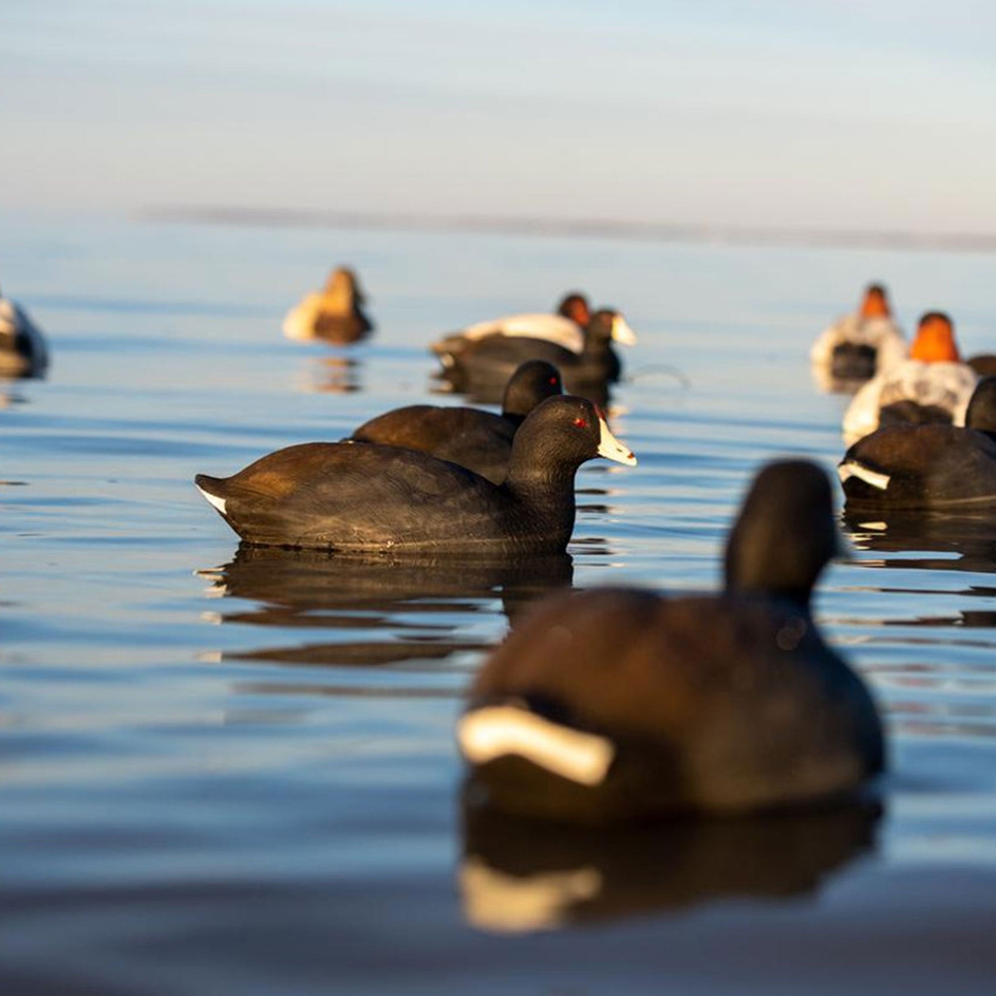 Avian X Top Flight Coot with Ultra Realistic Paint Scheme for Hunting, 6 Pack