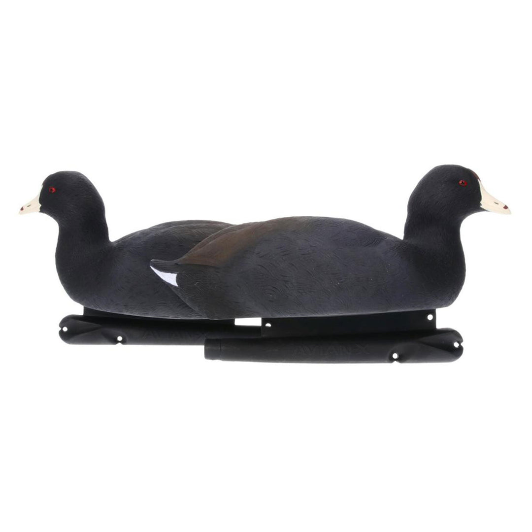 Avian X Top Flight Coot w/Ultra Realistic Paint Scheme, 6pk (Open Box)