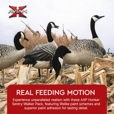 Avian X AXP 6 Piece Honker Sentry Walker Realistic Goose Outdoor Hunting Decoy