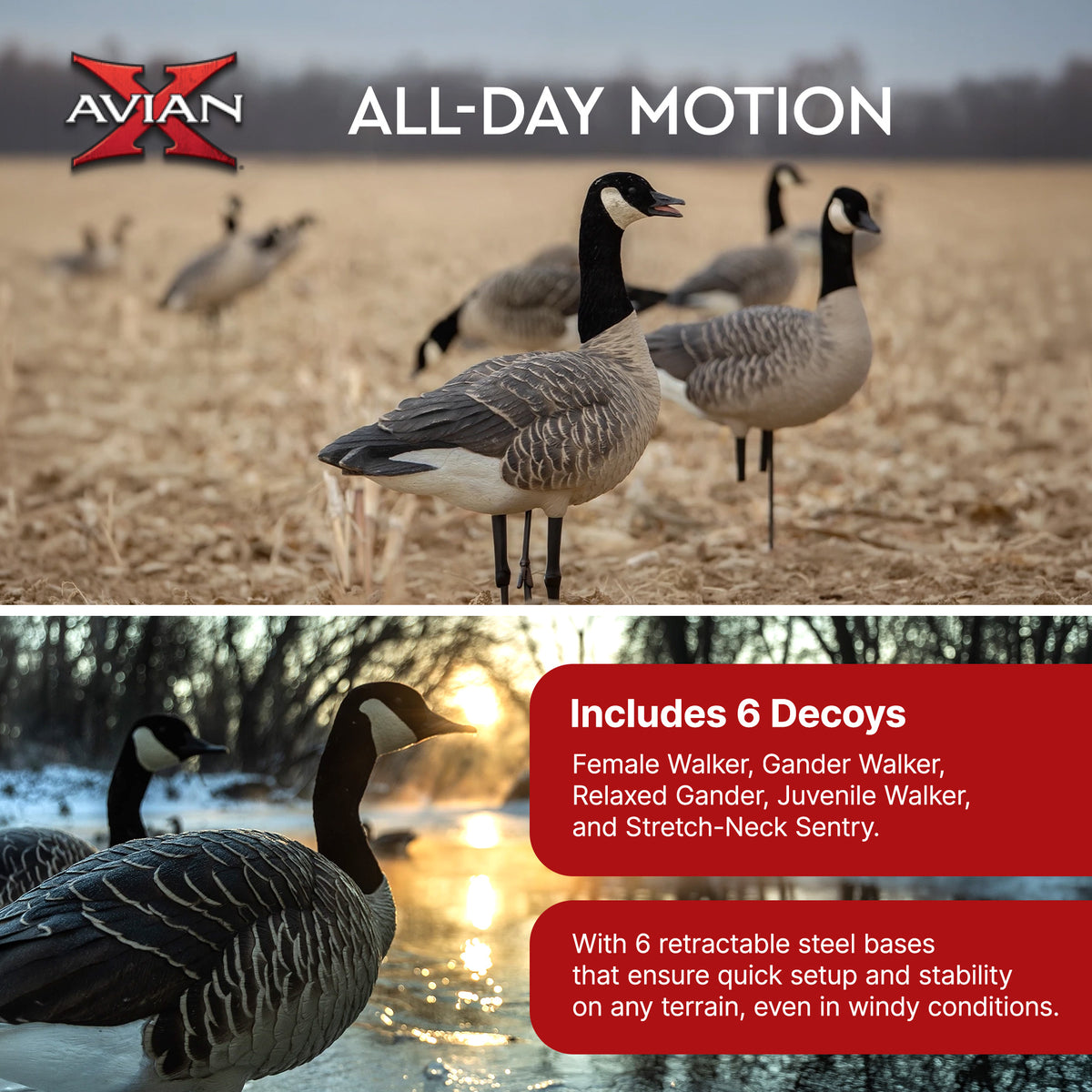 Avian X AXP 6 Piece Honker Sentry Walker Realistic Goose Outdoor Hunting Decoy