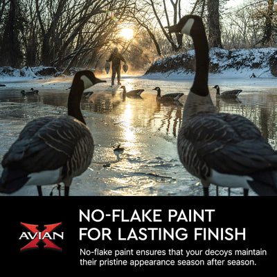 Avian X AXP 6 Piece Honker Sentry Walker Realistic Goose Outdoor Hunting Decoy
