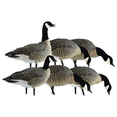 Avian X Lessers 6 Piece Fusion Realistic Goose Outdoor Hunting Decoy, 3 Pack