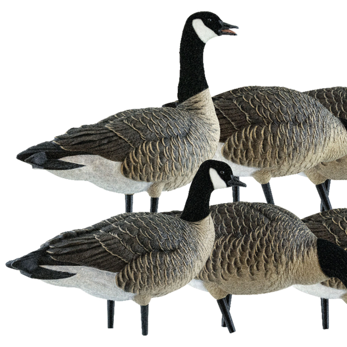 Avian X Lessers 6 Piece Fusion Realistic Goose Outdoor Hunting Decoy, 3 Pack