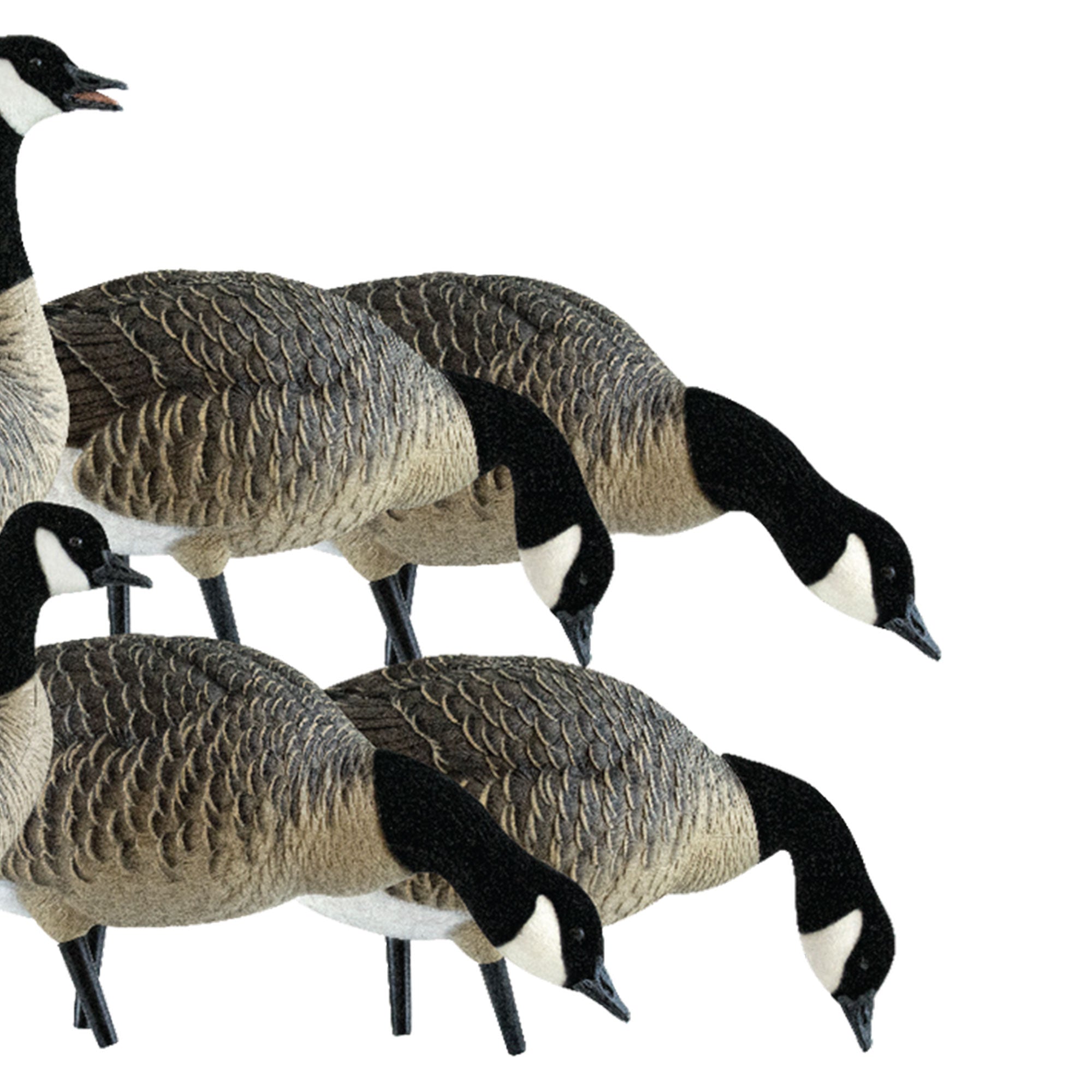 Avian X Lessers 6 Piece Fusion Realistic Goose Outdoor Hunting Decoy, 3 Pack