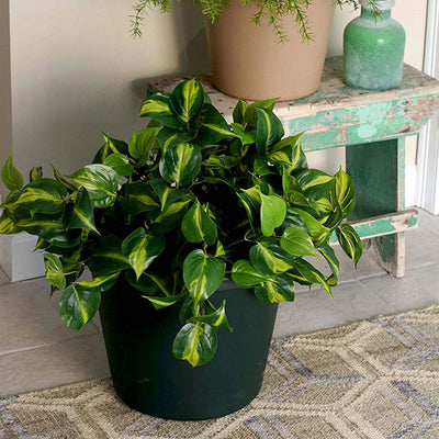 The HC Companies 24 Inch Indoor/Outdoor Classic Flower Pot Planter (6 Pack) - VMInnovations