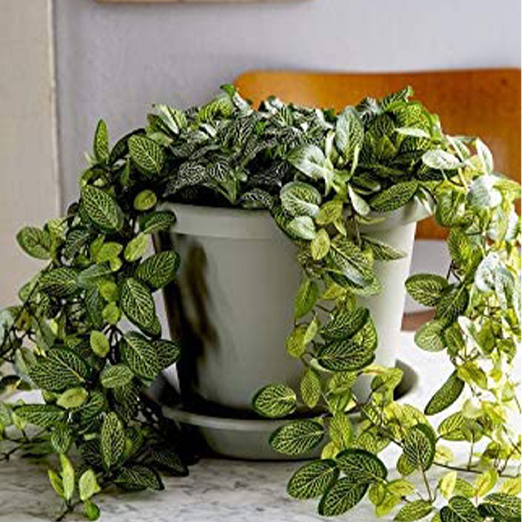 The HC Companies 24 Inch Indoor/Outdoor Classic Flower Pot Planter (6 Pack) - VMInnovations