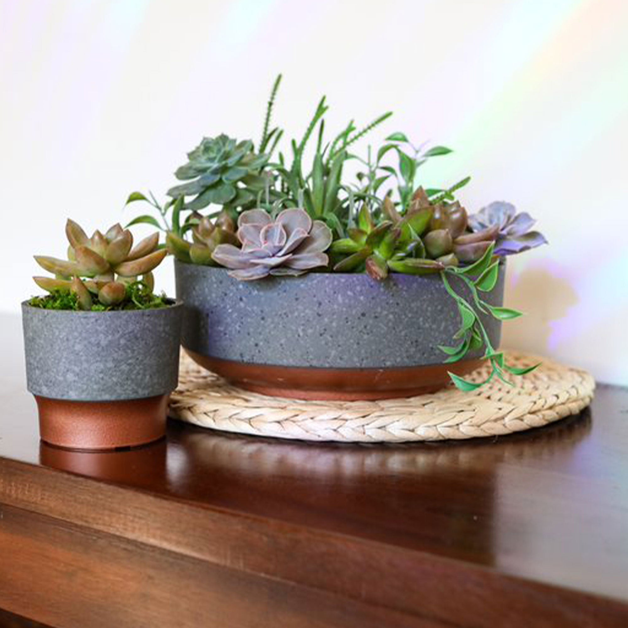 The HC Companies Capri Bowl Succulent Planter, Faux Concrete Copper (5 Pack) - VMInnovations