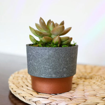 The HC Companies Sprite Succulent Planter Pot, Faux Concrete Copper (20 Pack)