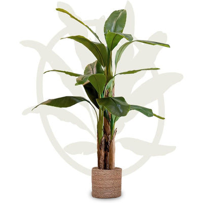 Maia Artificial Banana Tree 5ft Tall Tropical Home Decoration, 60 Inches (Used)