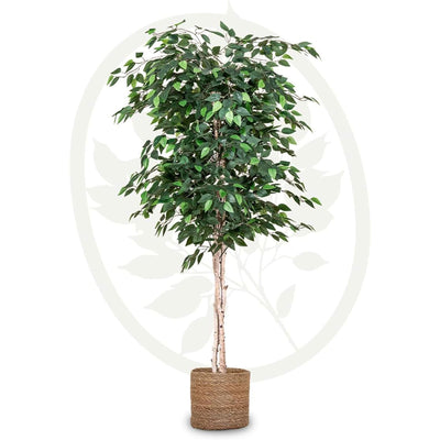 Maia Shop Artificial Ficus Tree 6 Feet Tall Tropical Home Decoration, 71 Inches