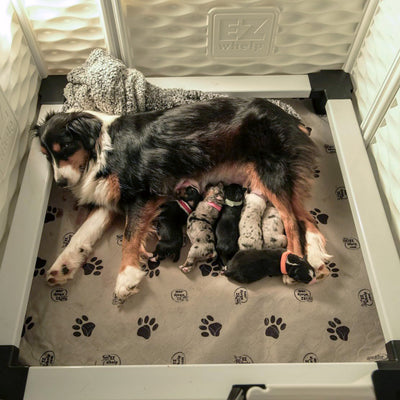 EZwhelp EZclassic 48" x 48" Dog Whelping Box Tall Playpen w/Rails & Liner, Gray - VMInnovations