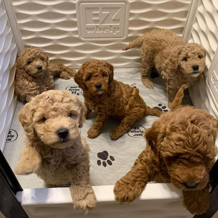 EZwhelp EZclassic 38" x 38" Puppy Dog Whelping Box Playpen with Rails & Liner - VMInnovations