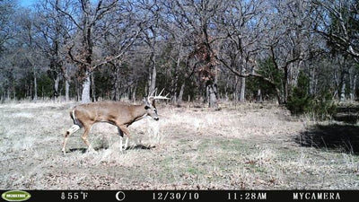 2 MOULTRIE Game Spy Mini M-80XD Infrared Digital Trail Game Cameras 5MP - Videos