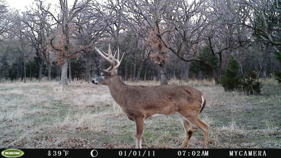 2 MOULTRIE Game Spy Mini M-80XD Infrared Digital Trail Game Cameras 5MP - Videos