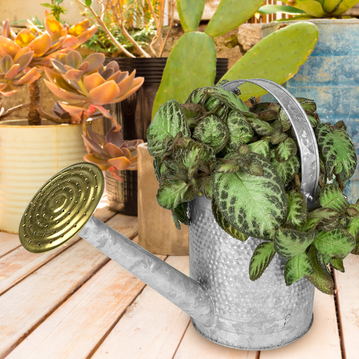 Jameson 1 Gallon Galvanized Watering Can with Handle (Open Box)