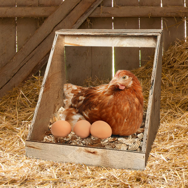 Farm Innovators Single Nesting Box for Chickens, Ducks and Birds, 2 Pack, Brown