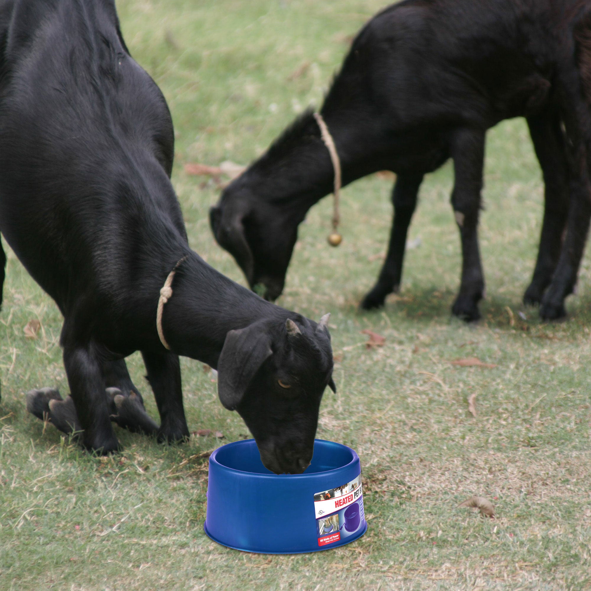 Farm Innovators 60W Premium Plastic Heated Pet Dog/Cat Water Bowl, 2 Pack, Blue