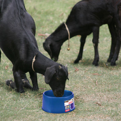Farm Innovators 60W Premium Plastic Heated Pet Dog/Cat Water Bowl, 2 Pack, Blue