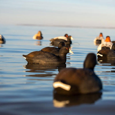 Avian X Top Flight Coot with Ultra Realistic Paint Scheme for Hunting,12 Pack