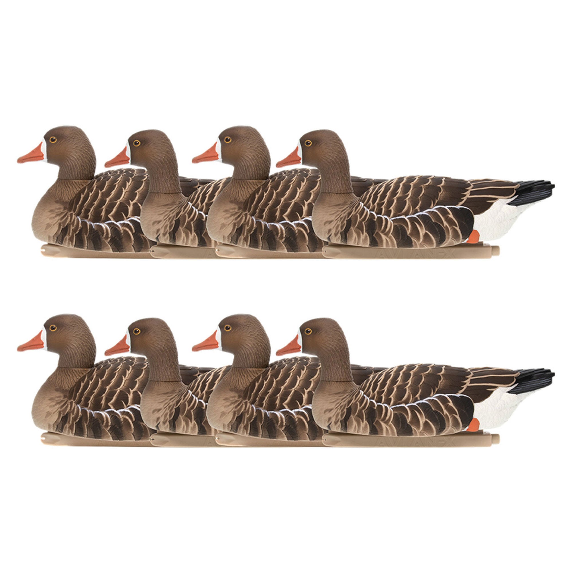 Avian X Topflight Specklebelly Goose Decoys with True to Life Postures, 8 Pack