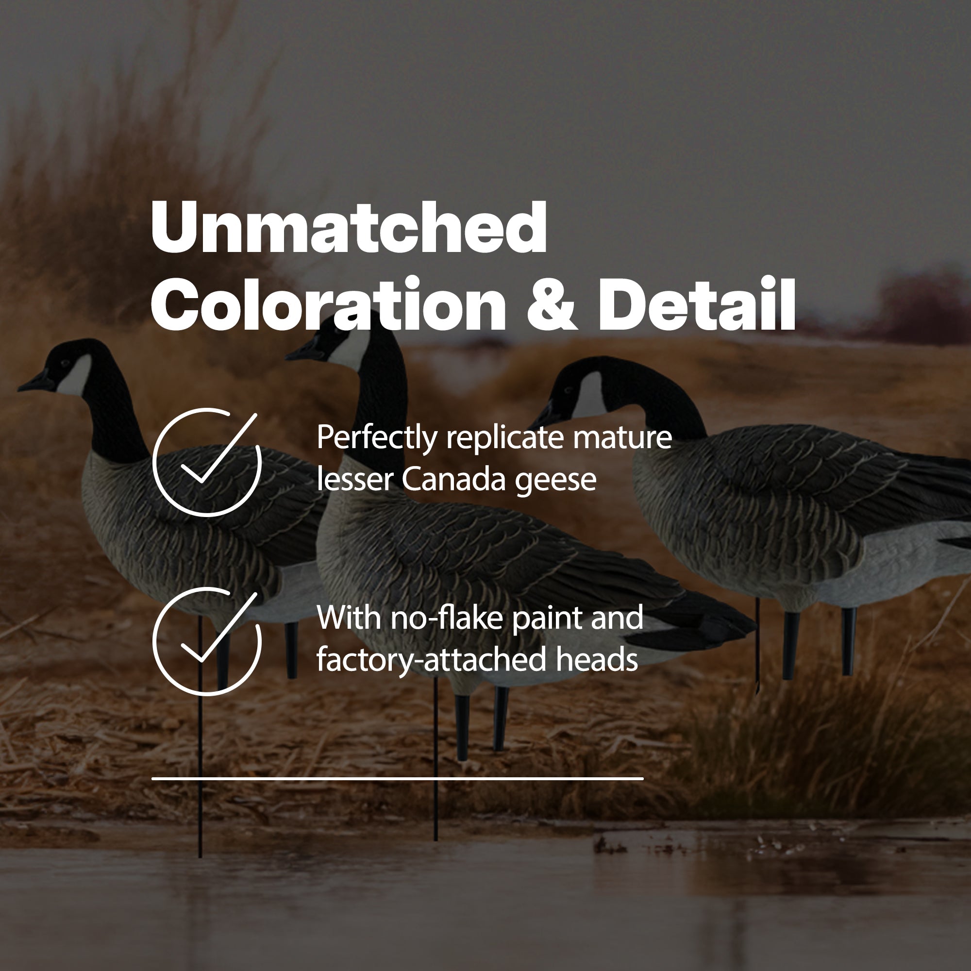 Avian X AXP Honkers Fusion Pack Goose Decoy with 6 Piece Fusion Pack for Hunting