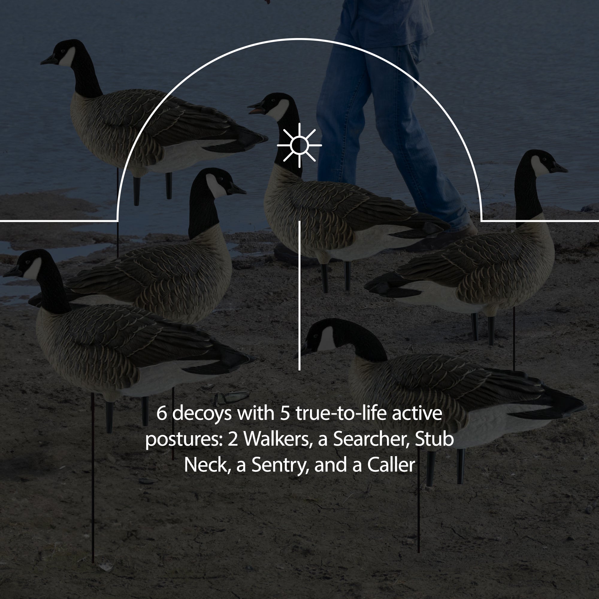 Avian X AXP Honkers Fusion Pack Goose Decoy with 6 Piece Fusion Pack for Hunting