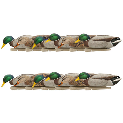 Avian X Topflight Backwater Mallards Decoys, Ultra Realistic Floating, 12 Pack