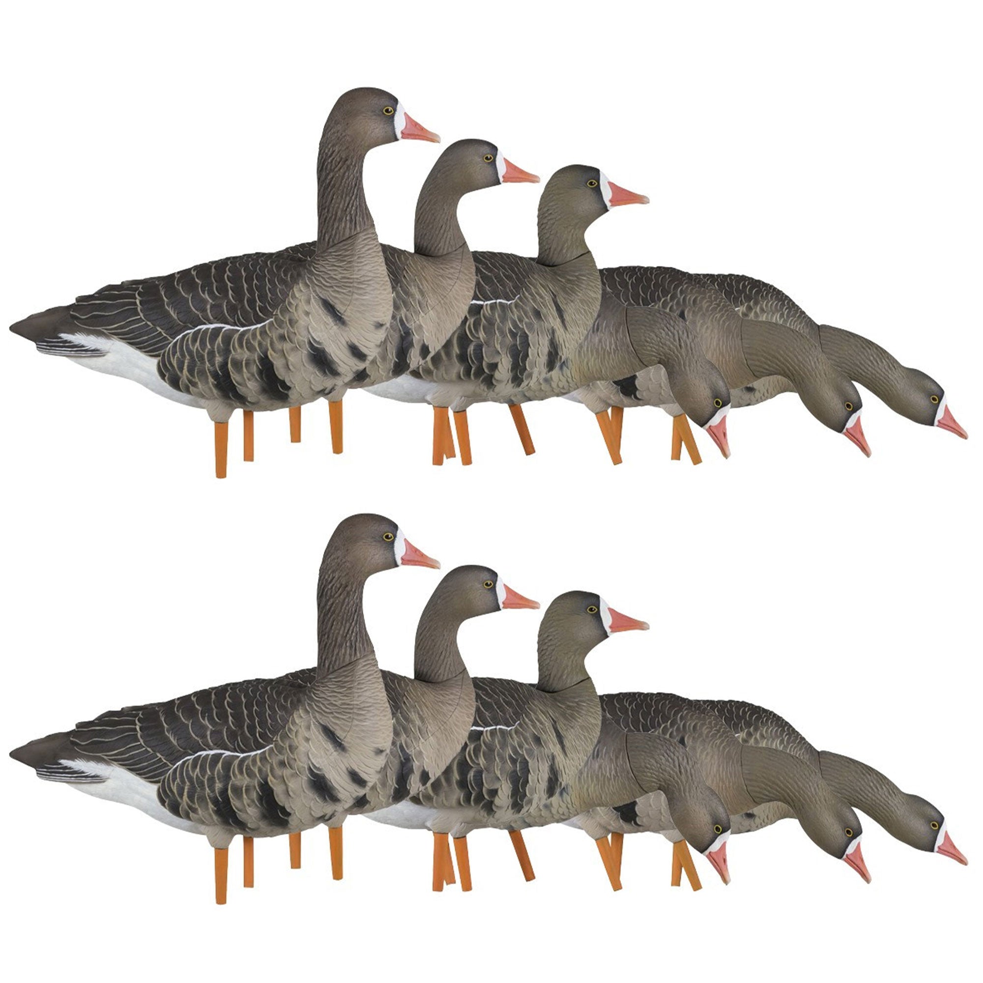 Avian X AXP Specklebelly Decoy Fusion Pack with Lasting Finish and Bag, 12 Pack