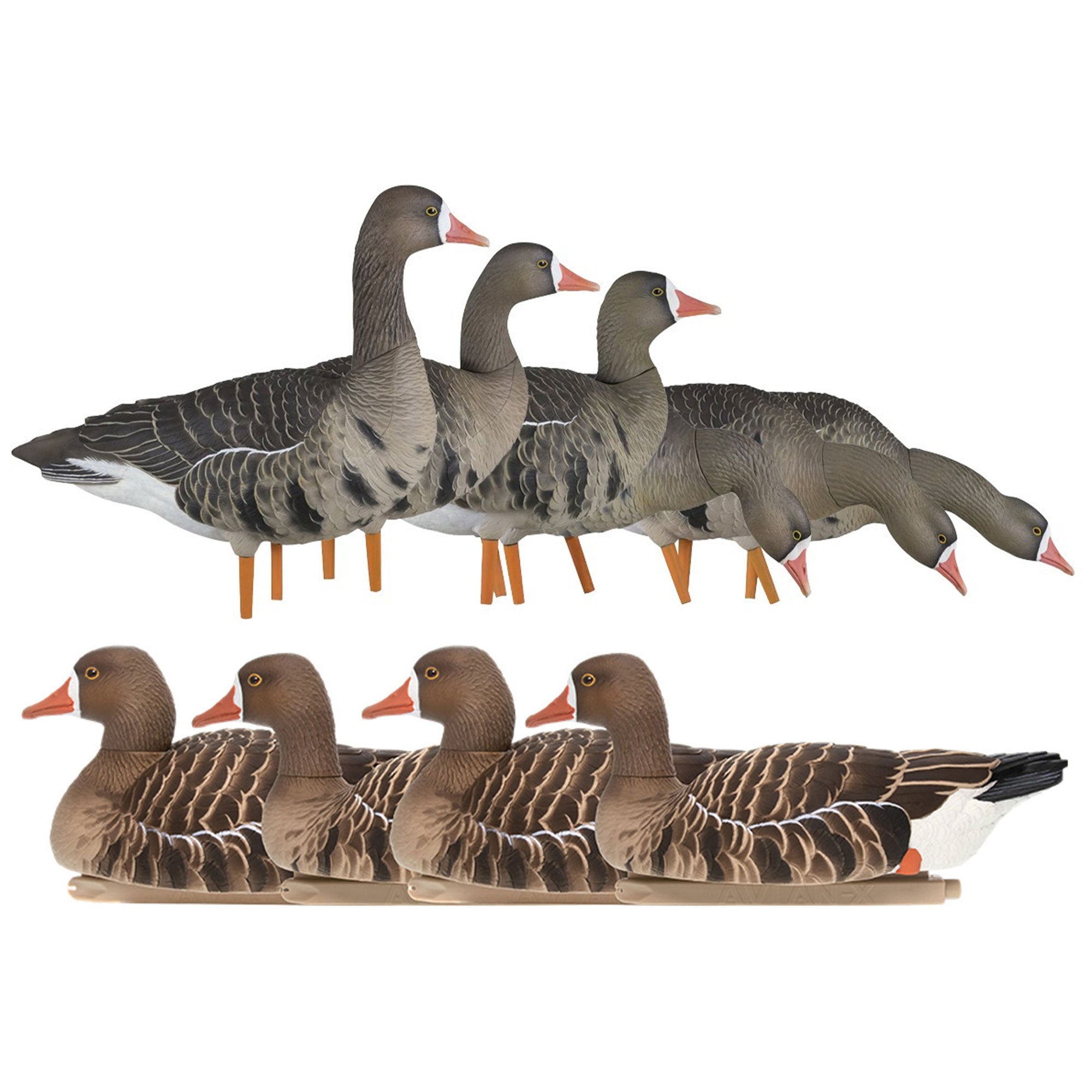 Avian X AXP Specklebellly Geese w/ Topflight Floating Realistic Goose Decoy Sets