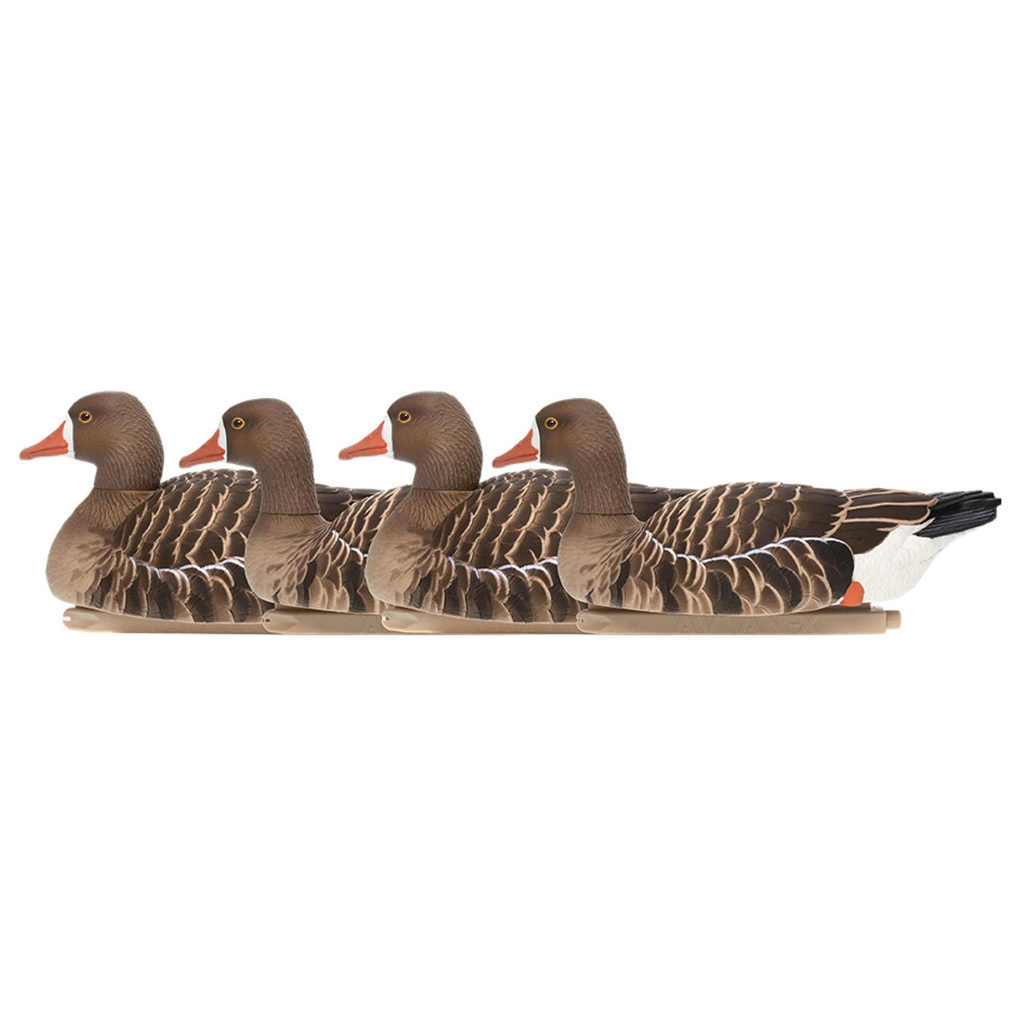 Avian X AXP Specklebellly Geese w/ Topflight Floating Realistic Goose Decoy Sets
