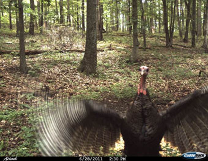 CUDDEBACK Attack 1149 5 MP Trail Game Camera - Deer Hunting Day & Night Photos