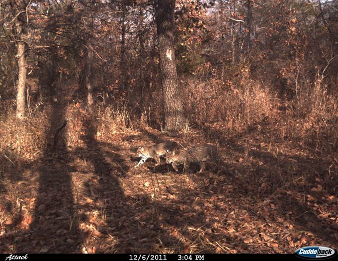 CUDDEBACK Attack 1149 5 MP Trail Game Camera - Deer Hunting Day & Night Photos
