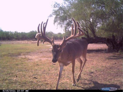 CUDDEBACK Attack 1149 5 MP Trail Game Camera - Deer Hunting Day & Night Photos