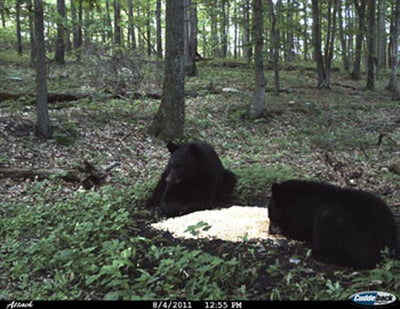 CUDDEBACK Attack 1149 5 MP Trail Game Camera - Deer Hunting Day & Night Photos