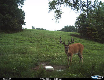 CUDDEBACK Attack 1149 5 MP Trail Game Camera - Deer Hunting Day & Night Photos
