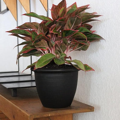 The HC Companies Sevilla Self-Watering Pot with Internal Disk, 12 Inch, Black - VMInnovations