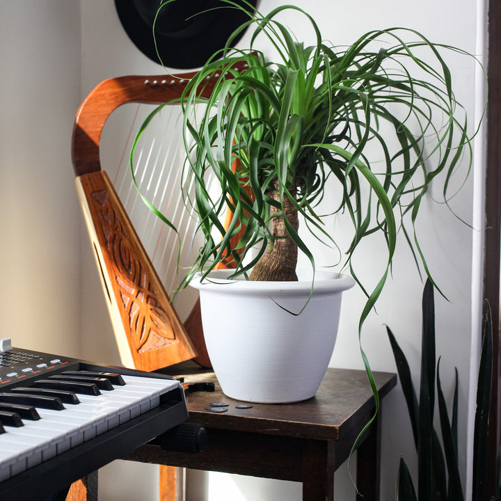 The HC Companies Sevilla Self-Watering Pot with Internal Disk, 16 In (Open Box)