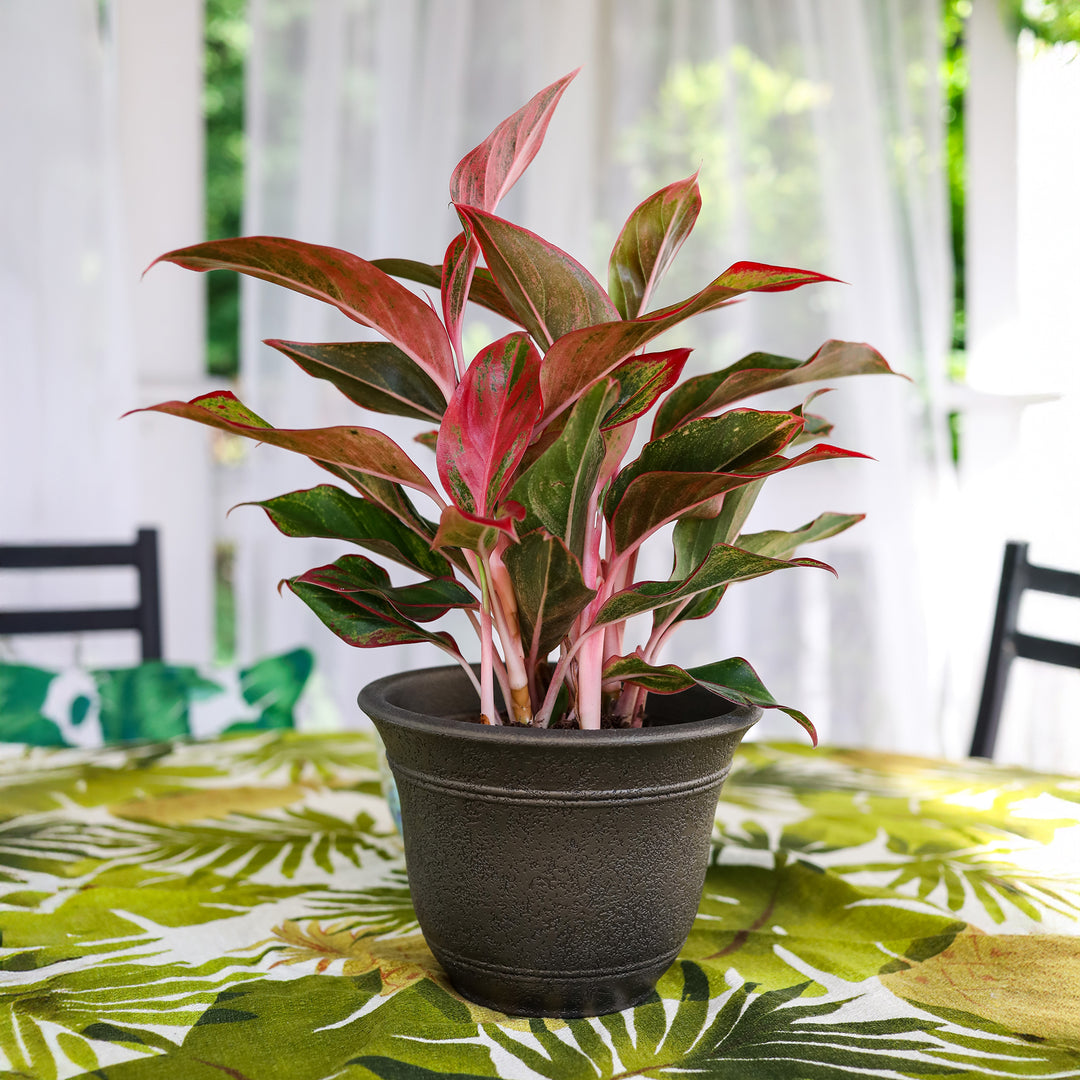 16 self watering planter Listo Sierra Planter Nordic Bronze