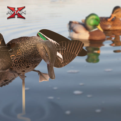 Avian X Powerflight Hen Teal Green Wing Duck Decoy with Wings (Open Box) - VMInnovations