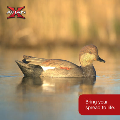 Avian X Power Swimmer Gadwall Drake Motion Duck Decoy with 10+ Hour Battery