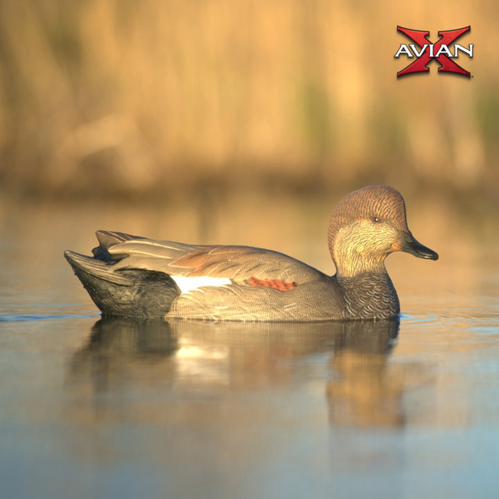 Avian X Power Swimmer Gadwall Drake Motion Duck Decoy with 10+ Hour Battery