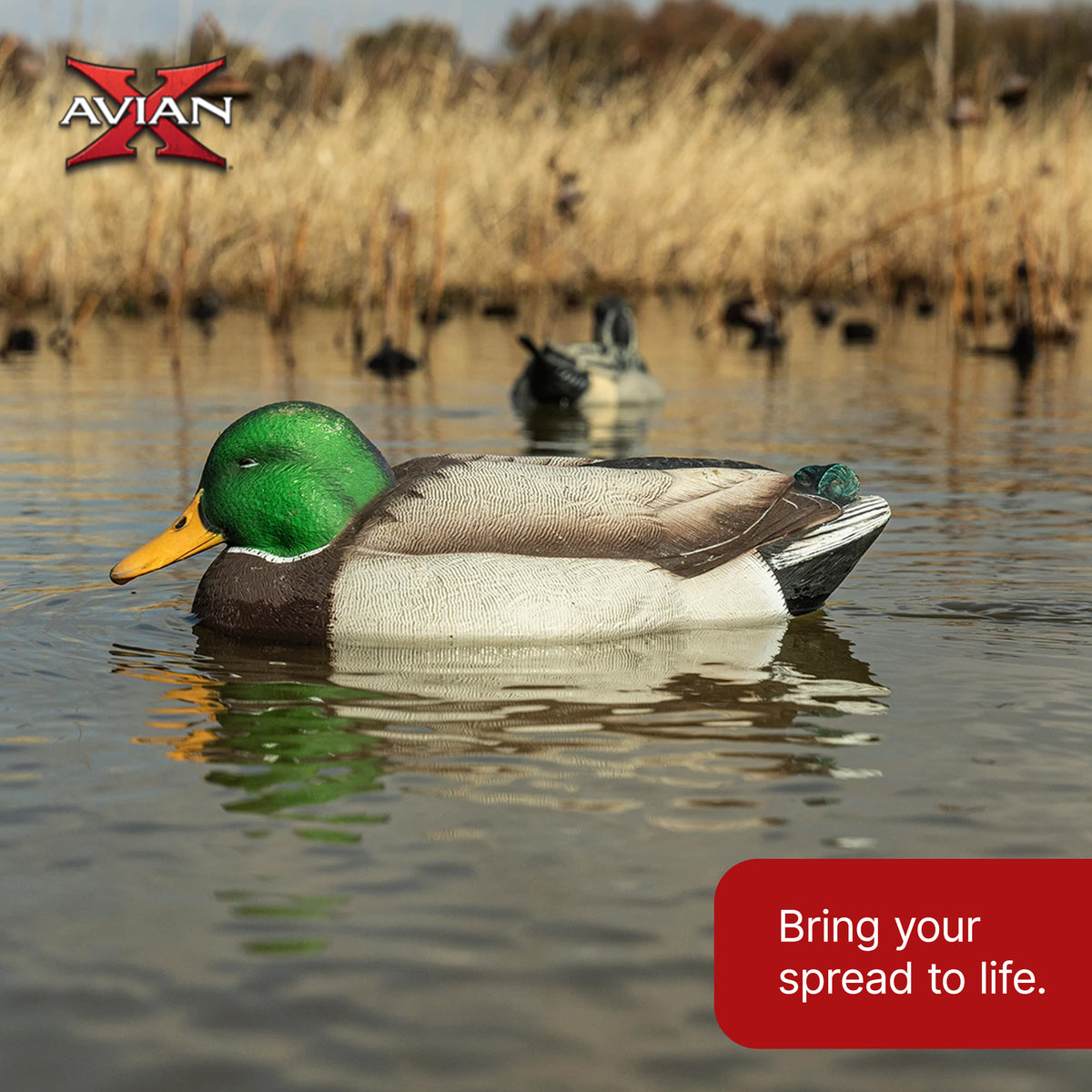Avian X Power Swimmer Mallard Drake Motion Duck Decoy with 10+ Hour Battery