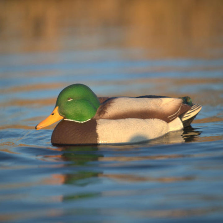 Avian X Power Swimmer Mallard Drake Motion Duck Decoy with 10+ Hour Battery