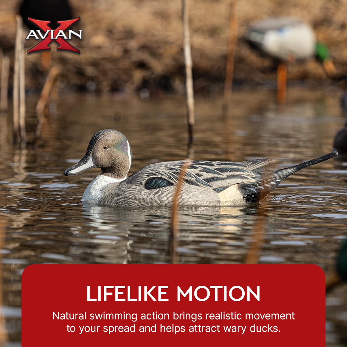 Avian X Power Swimmer Pintail Drake Motion Duck Decoy with 10+ Hour Battery - VMInnovations